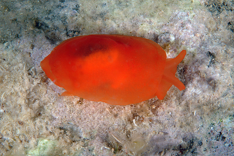 Berthella aurantiaca